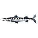 Barracuda Icon